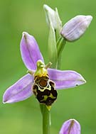 3140 Bee Orchid 02 Chris Gilbert, Ravenseye Gallery, Peak District, Photographs, Courses